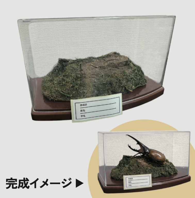 標本関連商品 – DMM昆虫