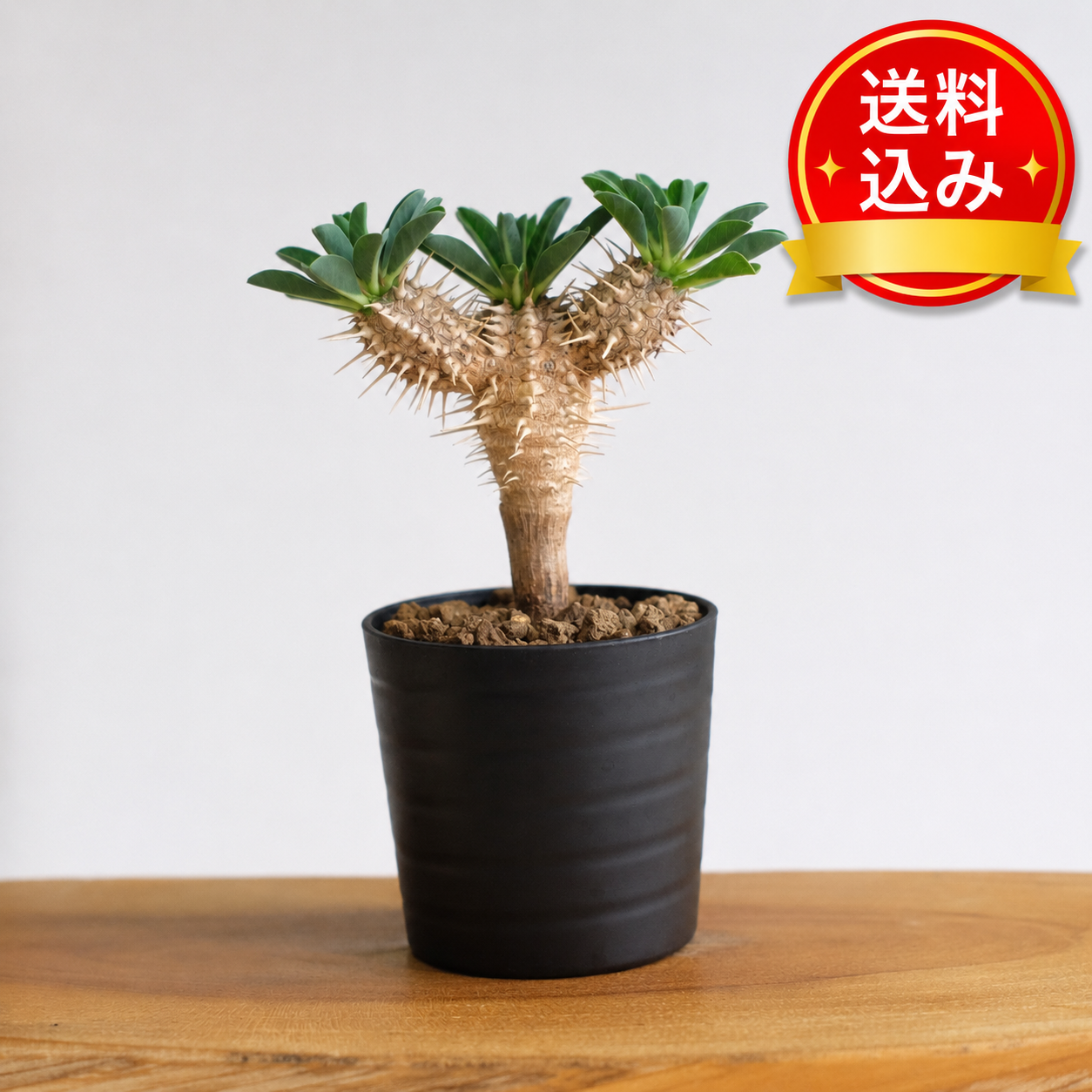 ユーフォルビア ギラウミニアナ / Euphorbia guillauminiana – DMM昆虫