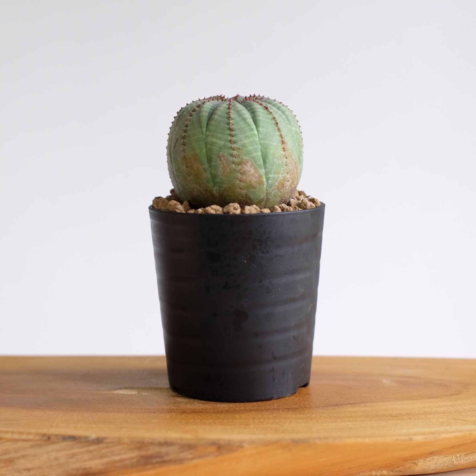 ユーフォルビア オベサ / Euphorbia obesa – DMM昆虫