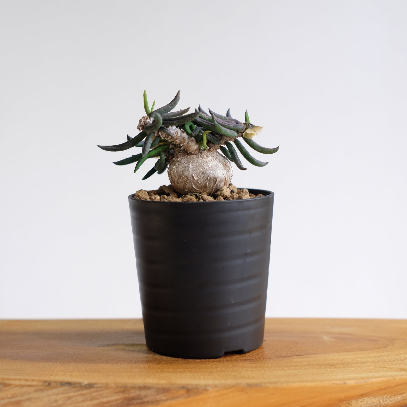 ユーフォルビア キリンドリフォリア / Euphorbia cylindrifolia – DMM昆虫