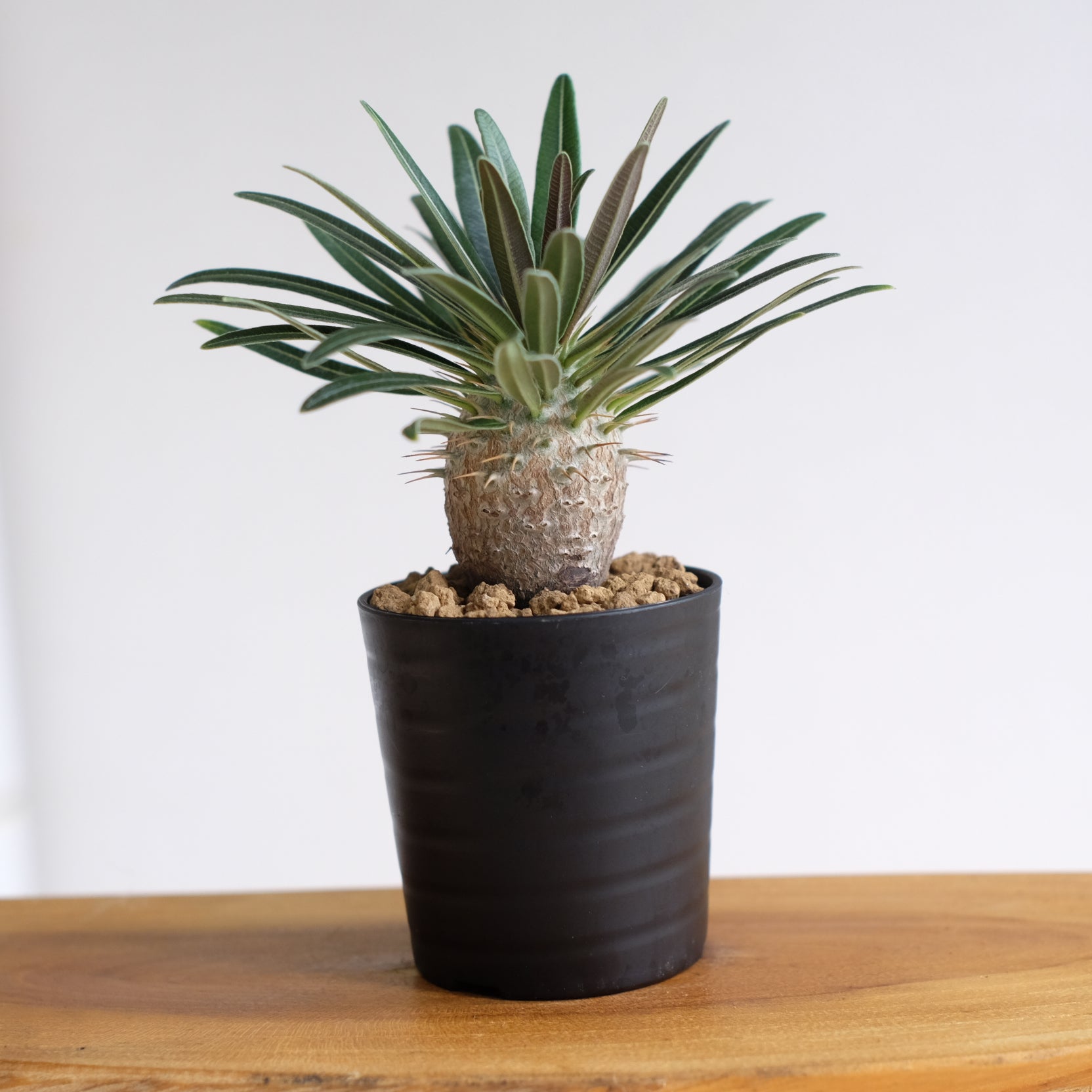 パキポディウム グラキリス Pachypodium gracilius ① パキポディウム グラキリス / Pachypodium gracilius – DMM昆虫