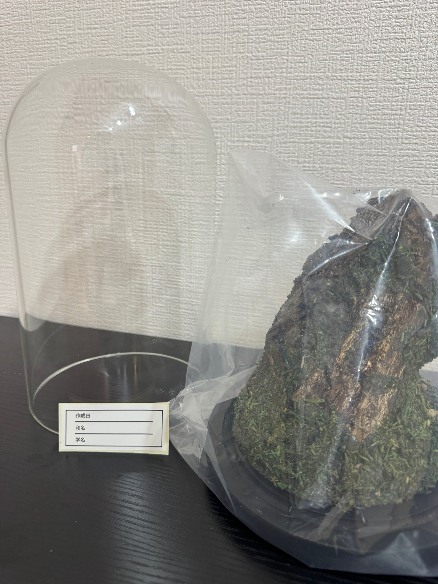 昆虫ジオラマセット ガラスドーム版(大型種対応)