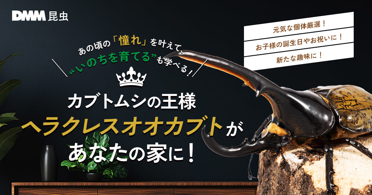 ヘラクレスオオカブトの通販・販売なら DMM昆虫