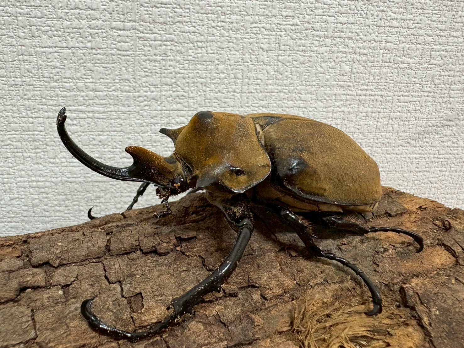 エレファスゾウカブト1ペア 90mm以上 – DMM昆虫