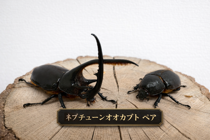 最終値下げ❗️ネプチューンオオカブト　ペア　標本 ネプチューンオオカブト1ペア 100mm 以上 – DMM昆虫