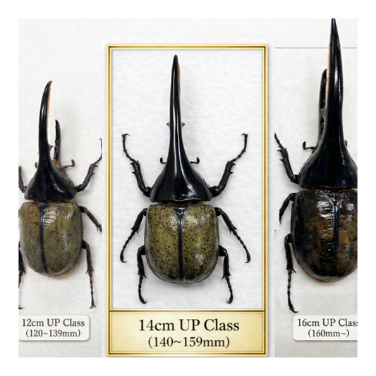ヘラクレスオオカブト大型クラス１ペア140mmUP（140‐159）