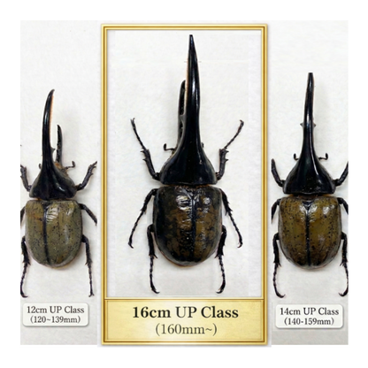 ヘラクレスオオカブト超大型クラス１ペア160mm以上