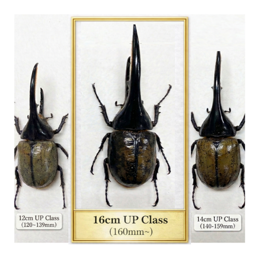 ヘラクレスオオカブト超大型クラス１ペア160mmUP（160mm〜）