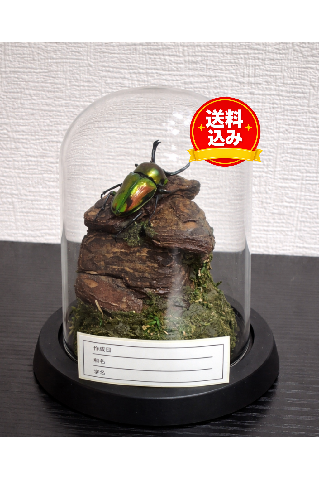 昆虫ジオラマ標本セット ガラスドーム版（小型〜中型種）