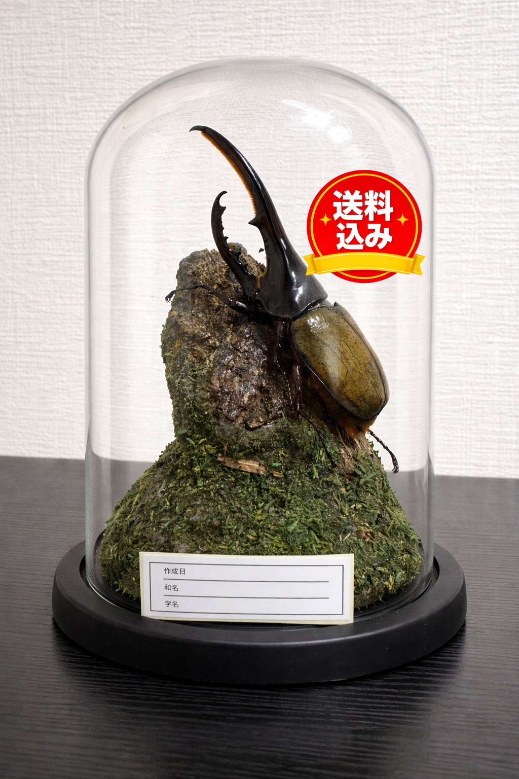 昆虫ジオラマセット ガラスドーム版（大型種対応）