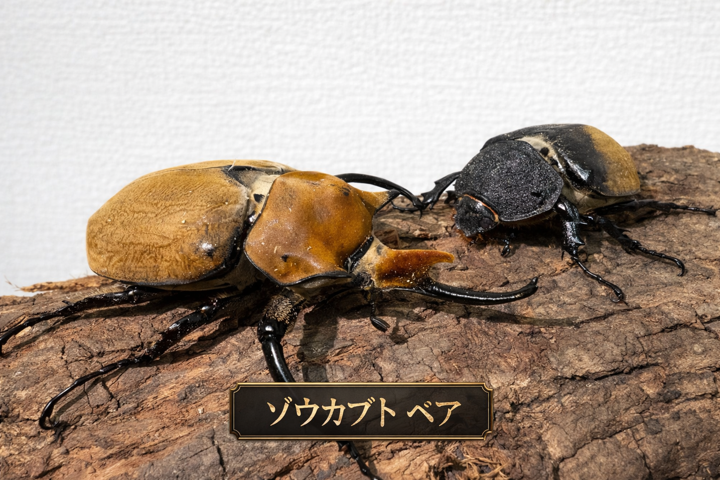 エレファスゾウカブト　122mm ペア　標本 エレファスゾウカブト1ペア 90mm以上 – DMM昆虫