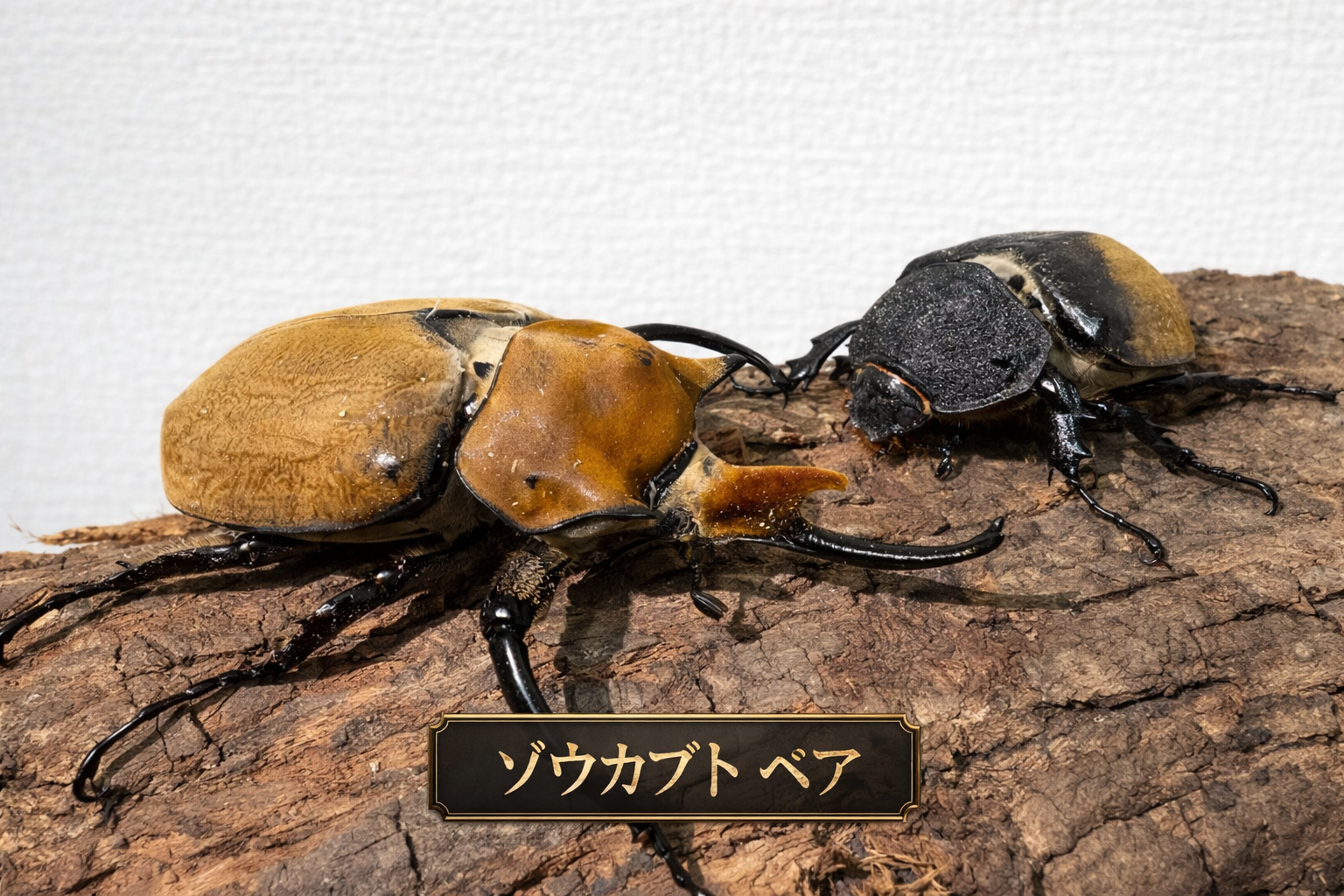 【最終値下げ】エレファスゾウカブト標本　ペア エレファスゾウカブト1ペア 90mm以上 – DMM昆虫