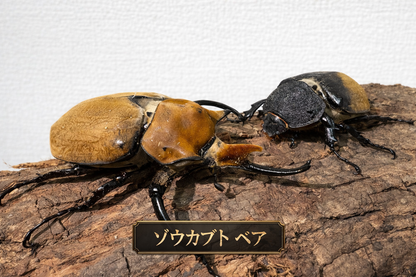 エレファスゾウカブト1ペア 90mm以上 – DMM昆虫 エレファスゾウカブト1ペア 90mm以上 – DMM昆虫