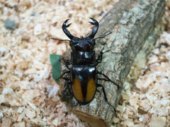 セアカフタマタクワガタ成虫一覧
