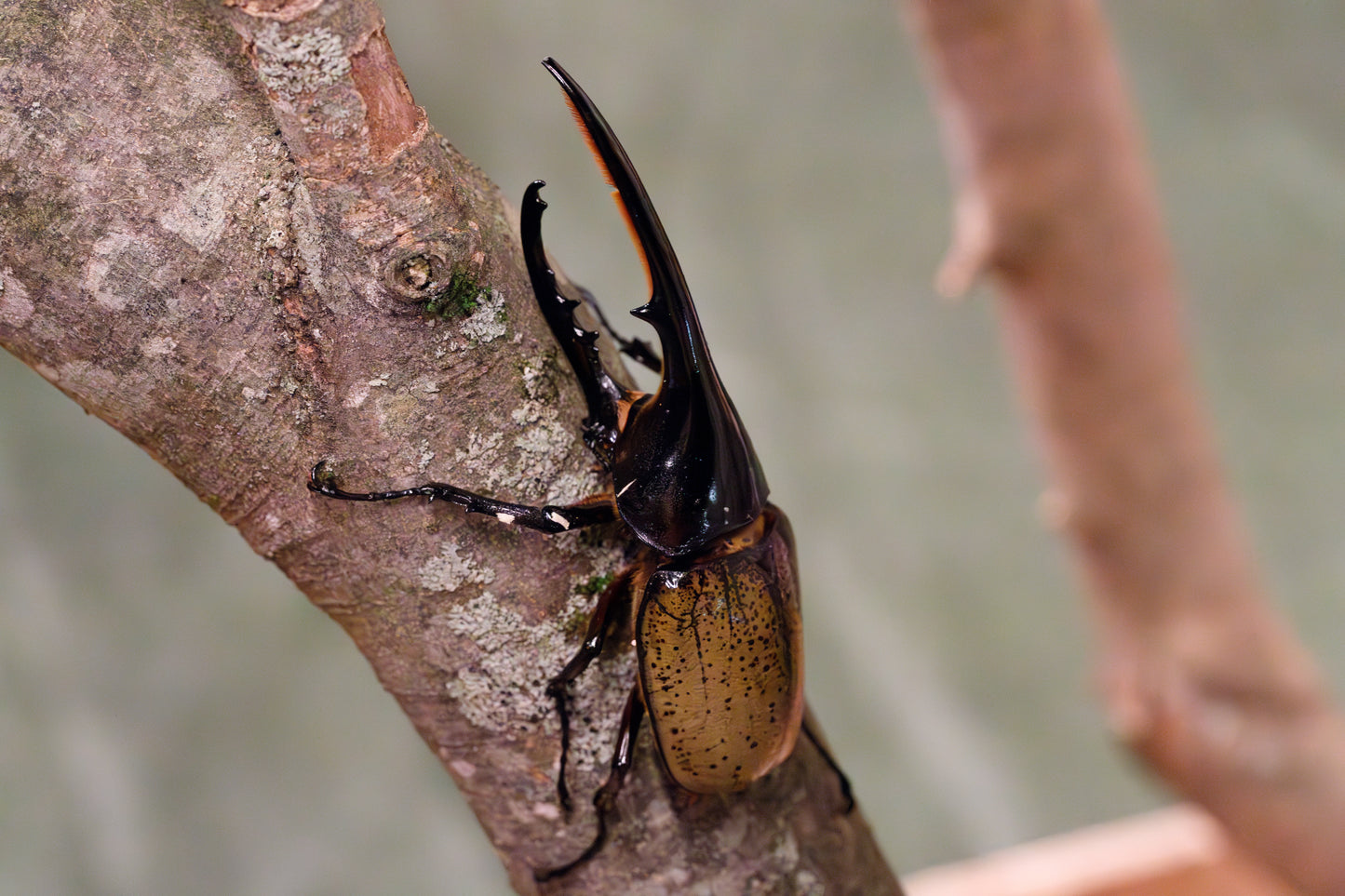 ヘラクレスオオカブト超大型クラス１ペア160mm以上