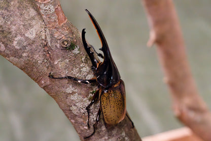 ヘラクレスオオカブト超大型クラス１ペア160mm以上