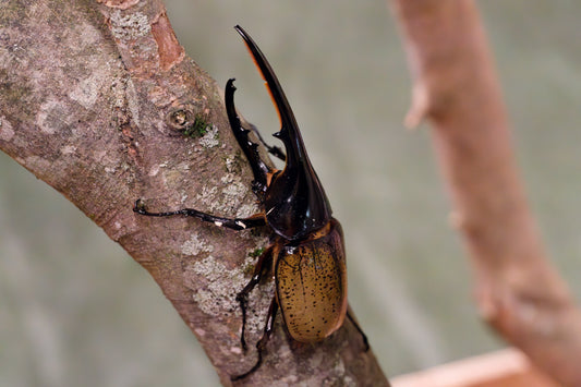 ヘラクレスオオカブト　　オスのみ120mmUP（120‐139）