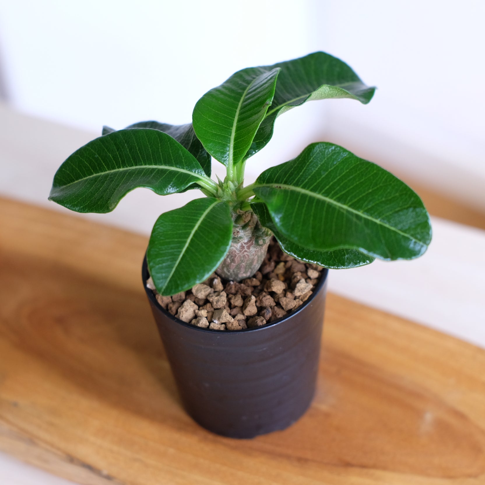 パキポディウム ウィンゾリー / Pachypodium windsorii – DMM昆虫