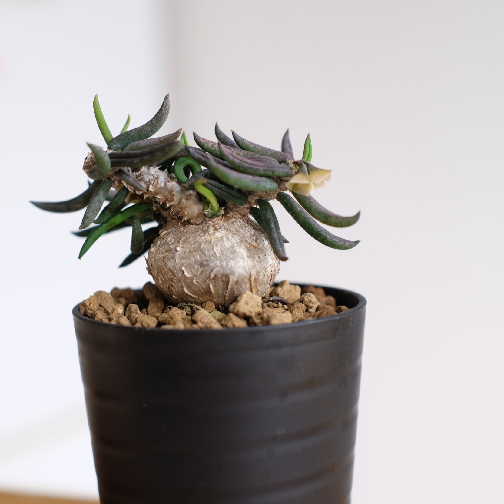 ユーフォルビア キリンドリフォリア / Euphorbia cylindrifolia – DMM昆虫