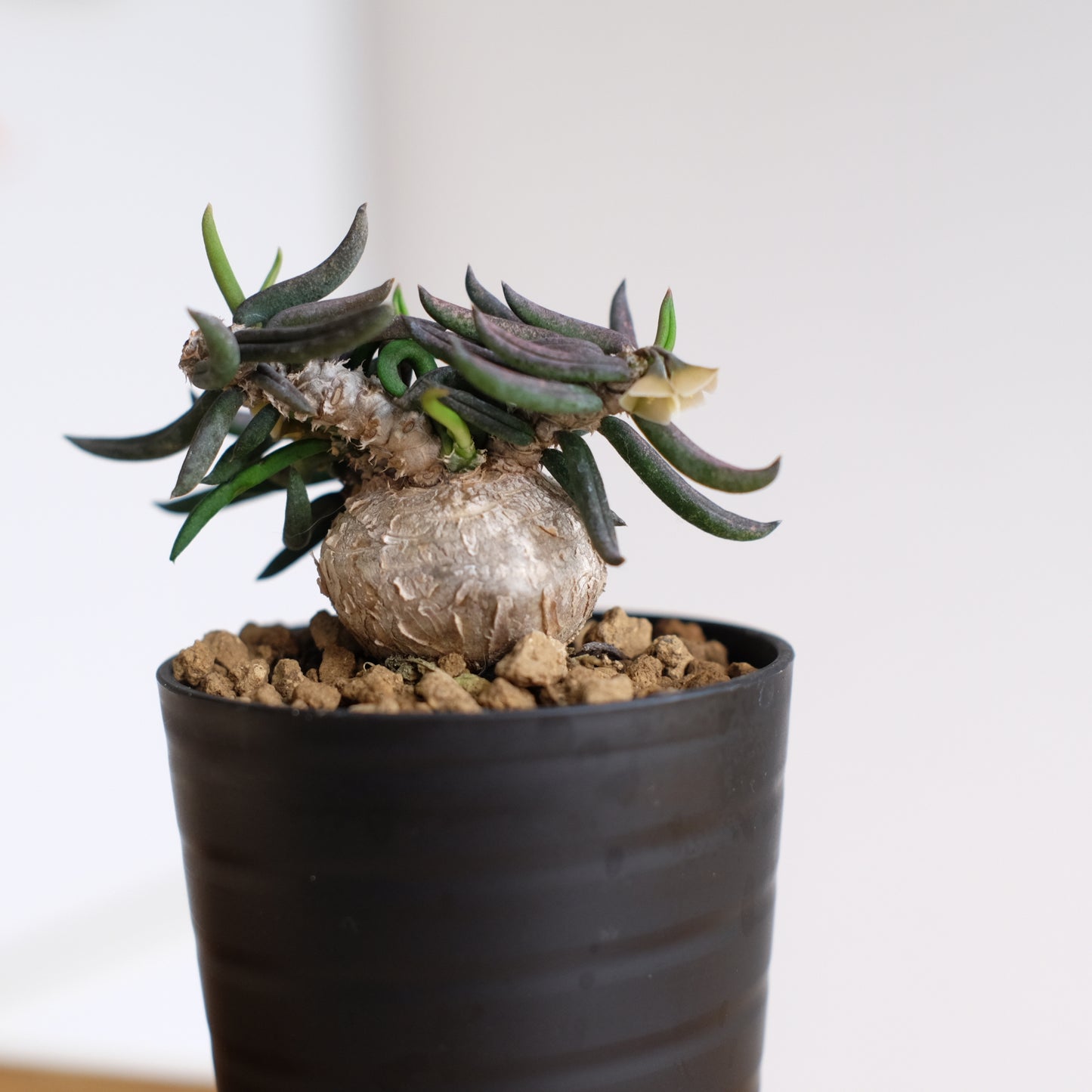 ユーフォルビア キリンドリフォリア / Euphorbia cylindrifolia