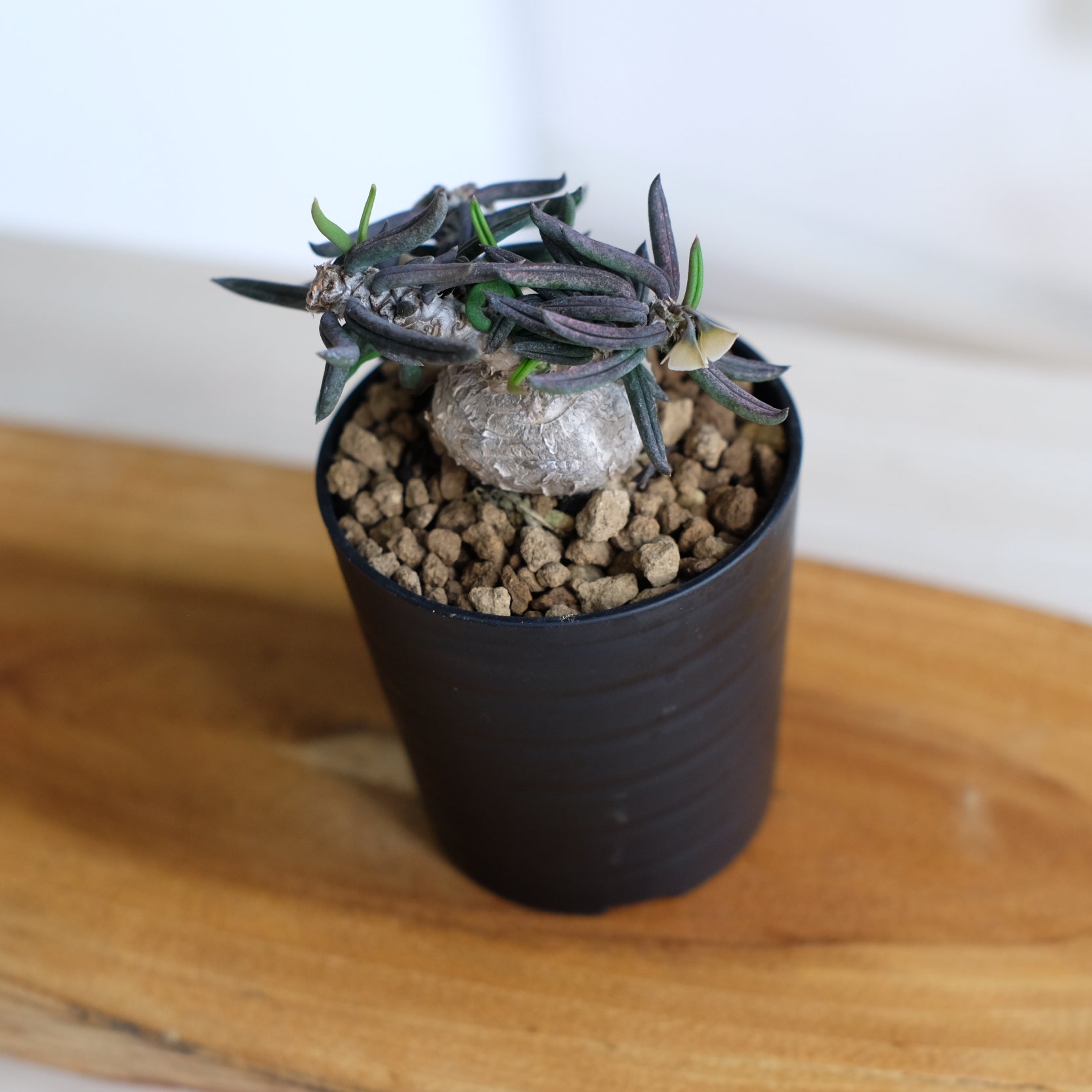 ユーフォルビア キリンドリフォリア / Euphorbia cylindrifolia – DMM昆虫