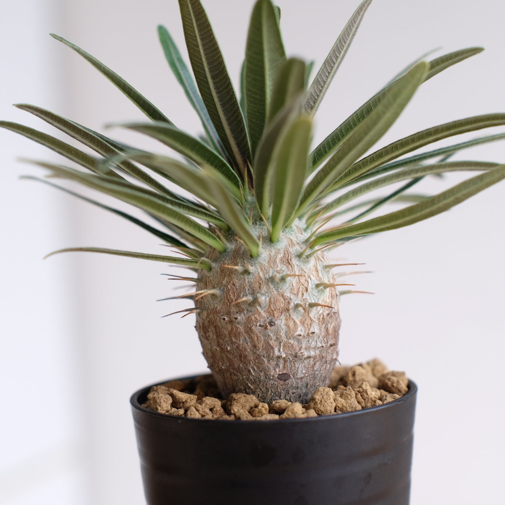 パキポディウム グラキリス / Pachypodium gracilius – DMM昆虫