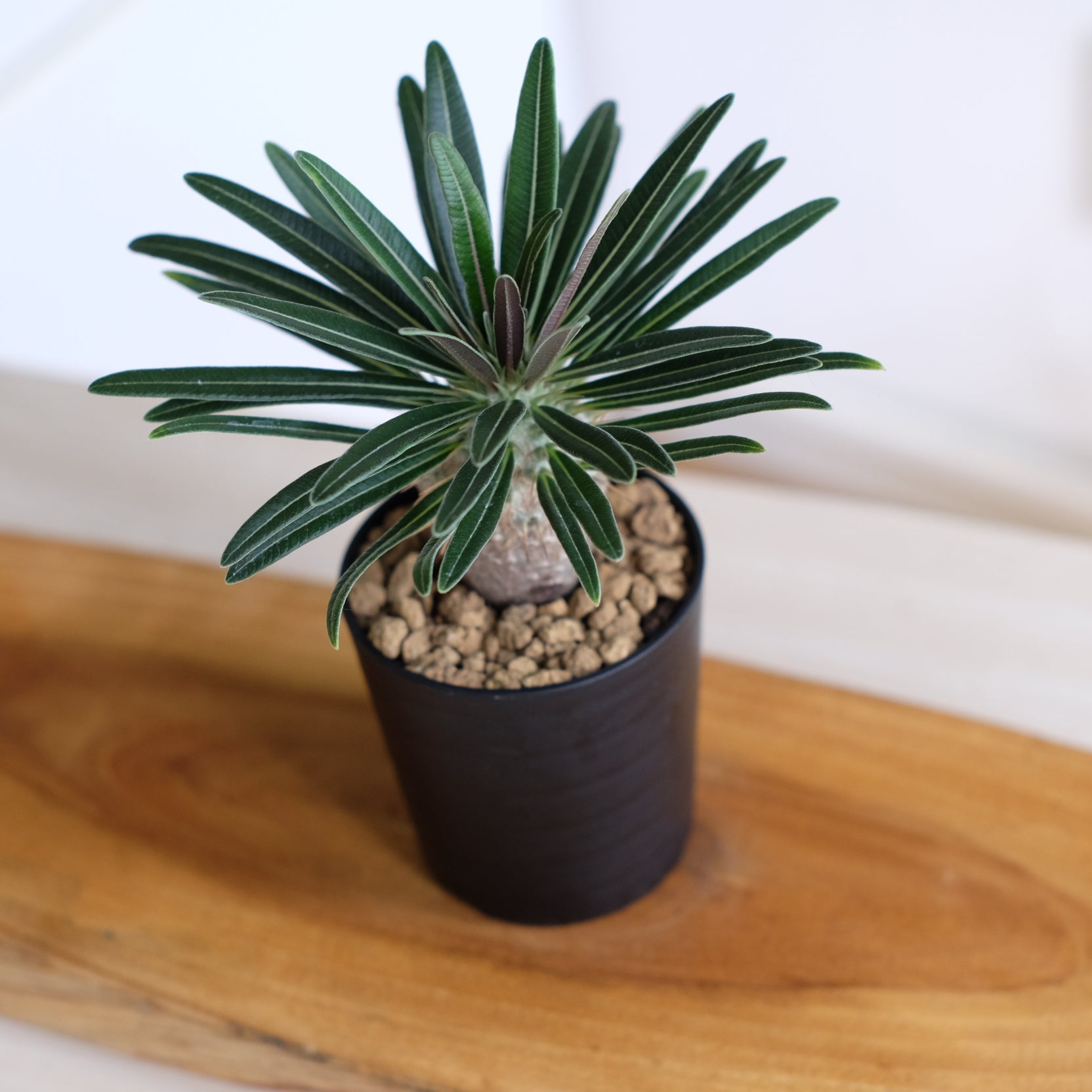 パキポディウム グラキリス / Pachypodium gracilius – DMM昆虫