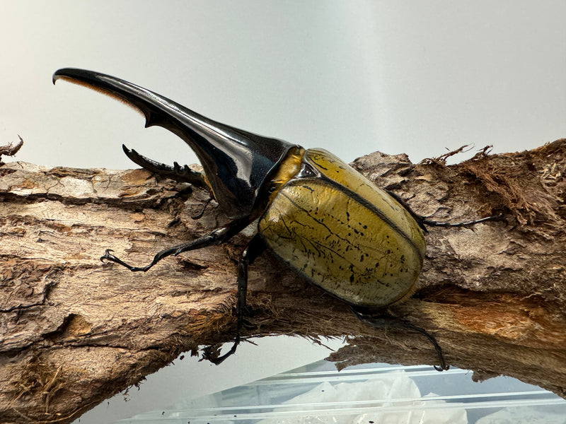 世界最大のカブトムシ