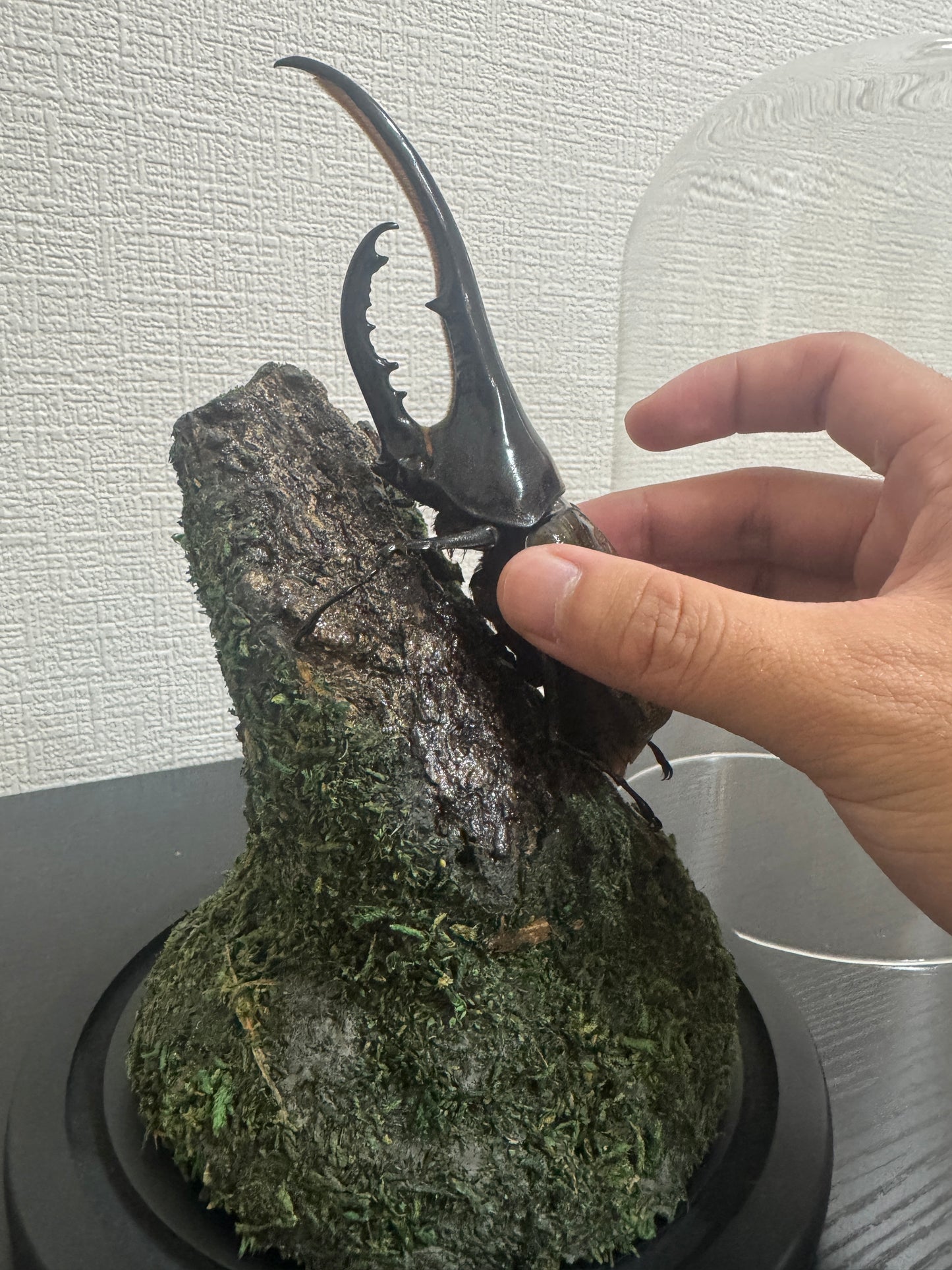 昆虫ジオラマセット ガラスドーム版（大型種対応）