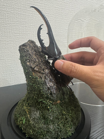 昆虫ジオラマセット ガラスドーム版（大型種対応）