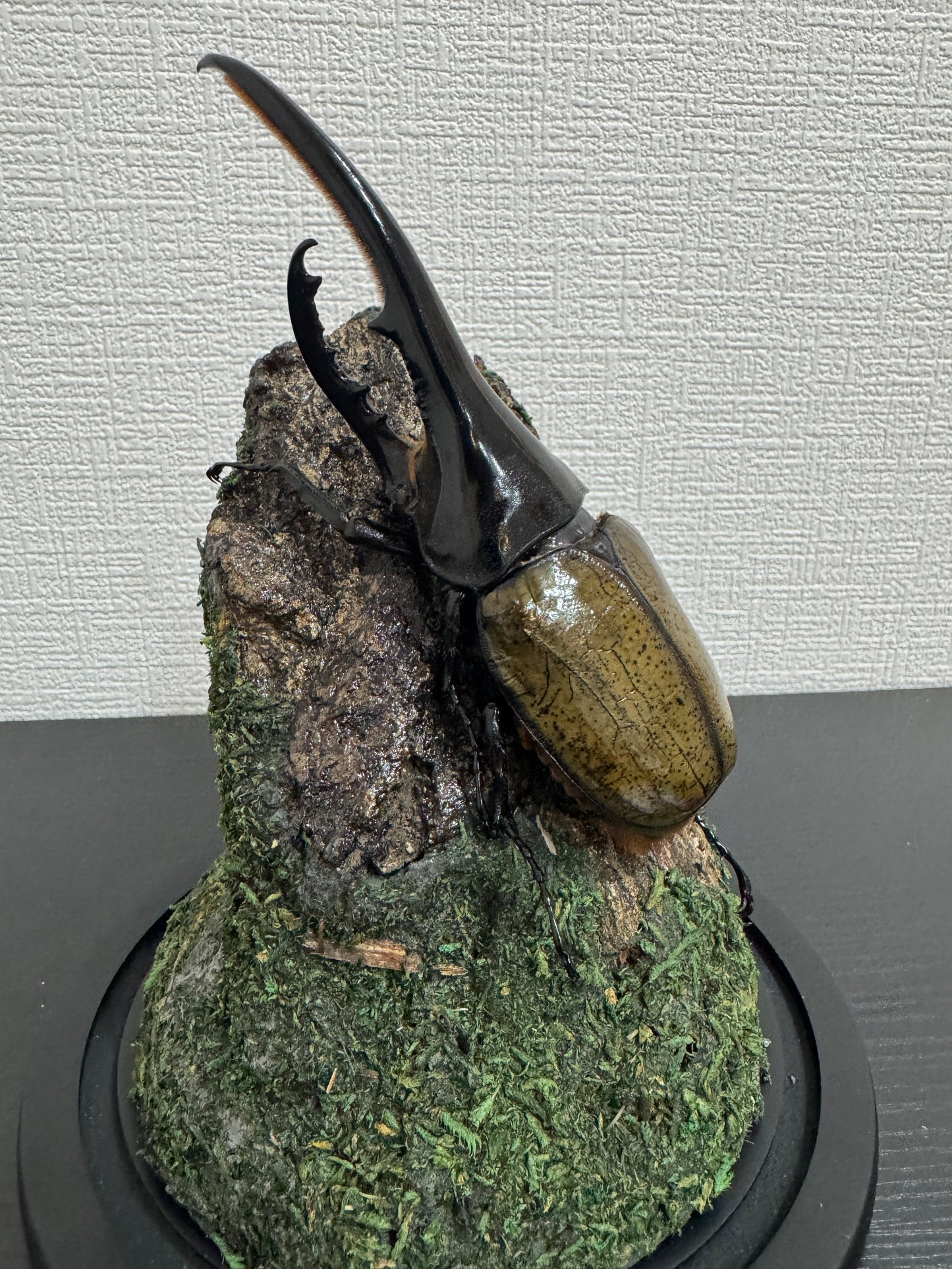 昆虫ジオラマセット ガラスドーム版（大型種対応）