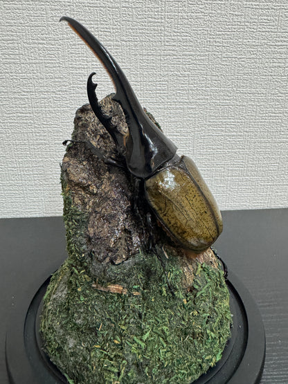 昆虫ジオラマセット ガラスドーム版（大型種対応）