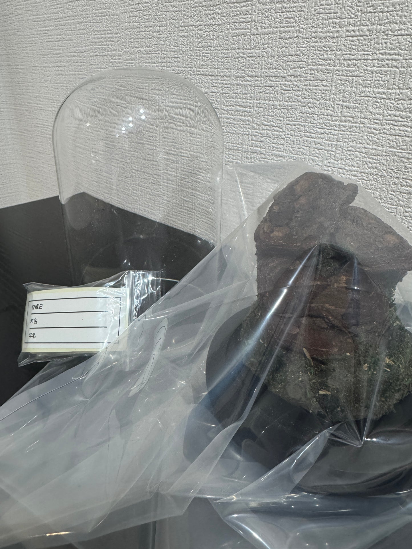 昆虫ジオラマ標本セット ガラスドーム版（小型〜中型種）