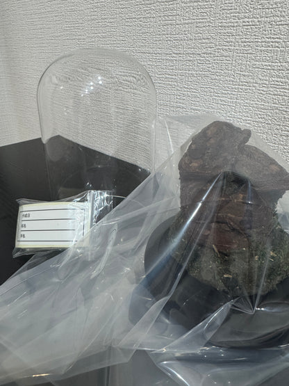 昆虫ジオラマ標本セット ガラスドーム版（小型〜中型種）