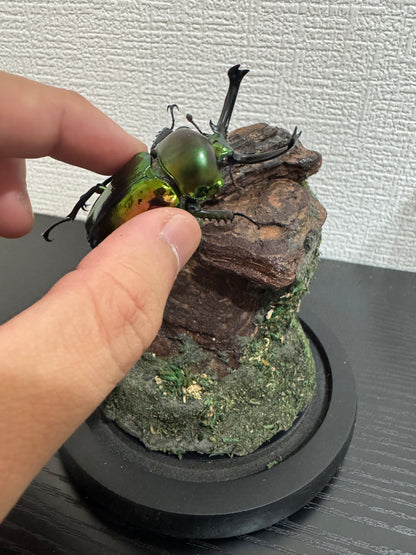 昆虫ジオラマ標本セット ガラスドーム版（小型〜中型種）