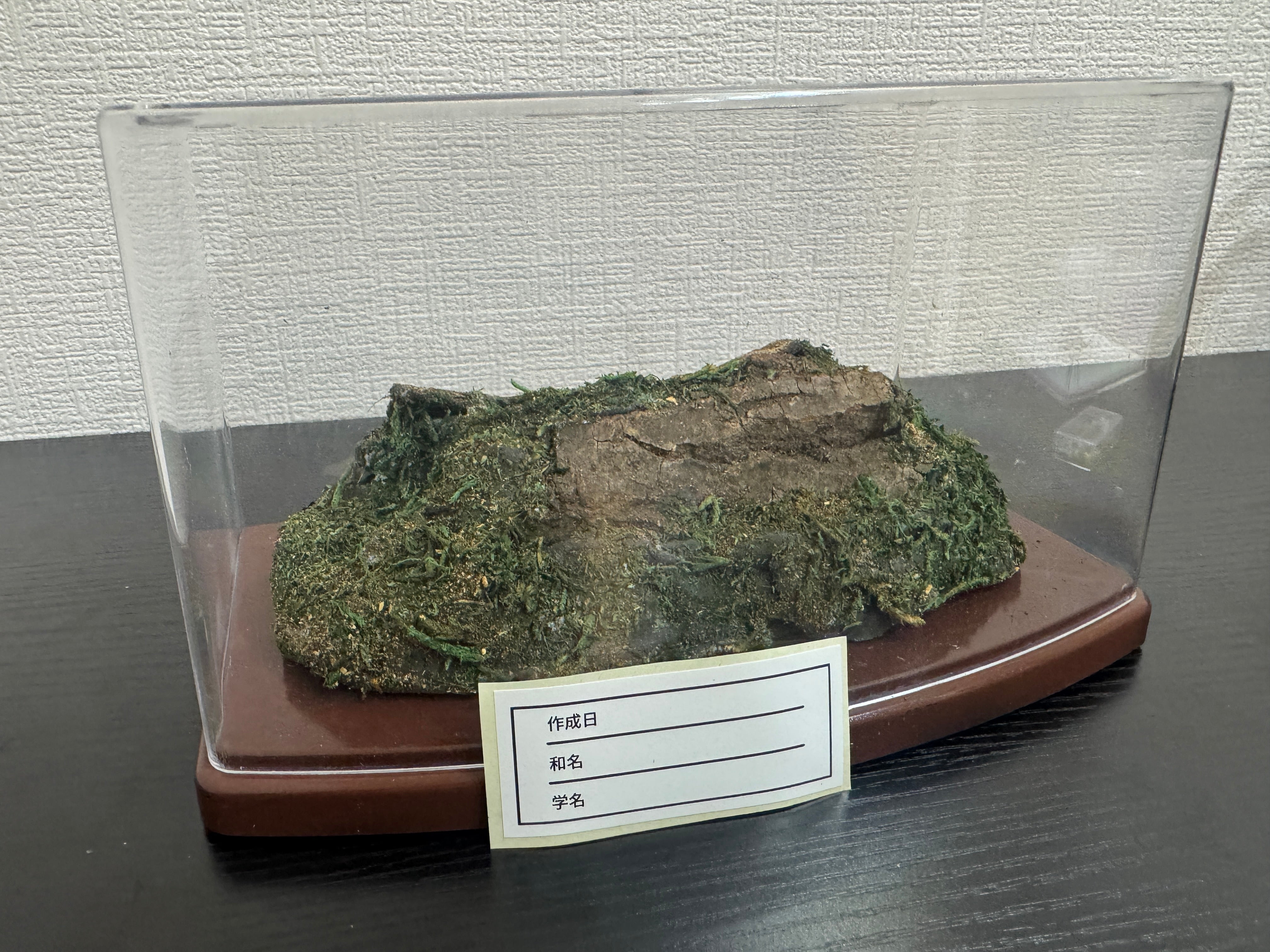 昆虫標本 ジオラマセット クリアケース版（ヘラクレスオオカブトサイズ