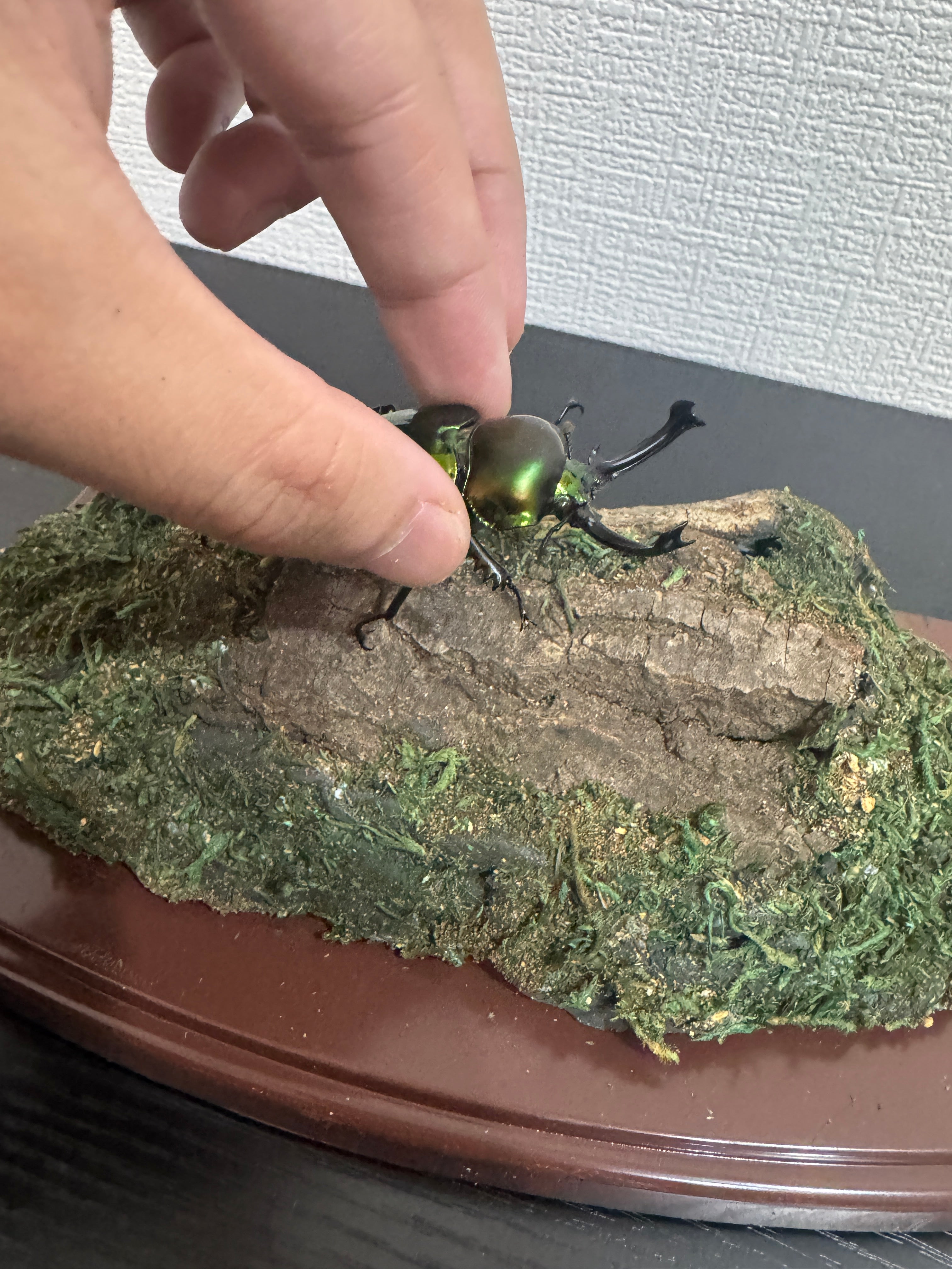 昆虫標本 ジオラマセット クリアケース版（ヘラクレスオオカブトサイズ