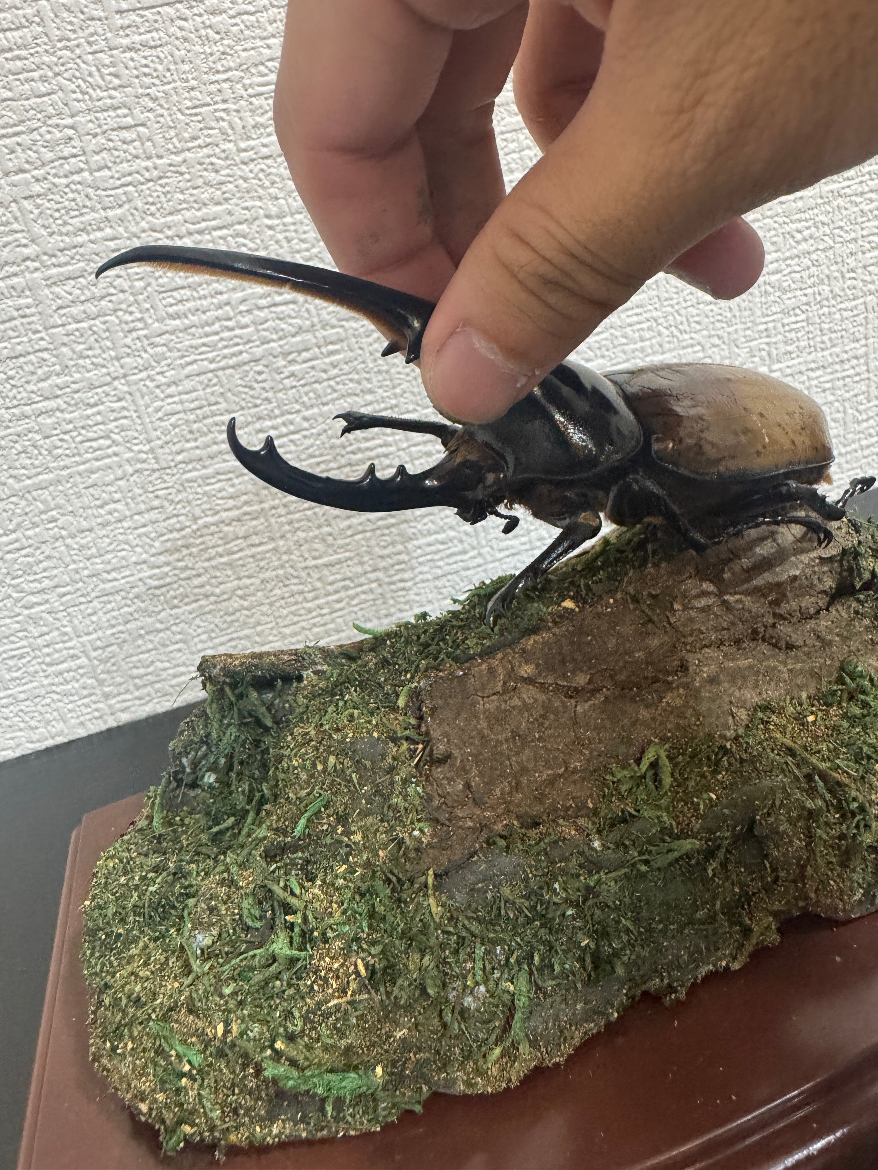 昆虫標本 ジオラマセット クリアケース版（ヘラクレスオオカブトサイズ