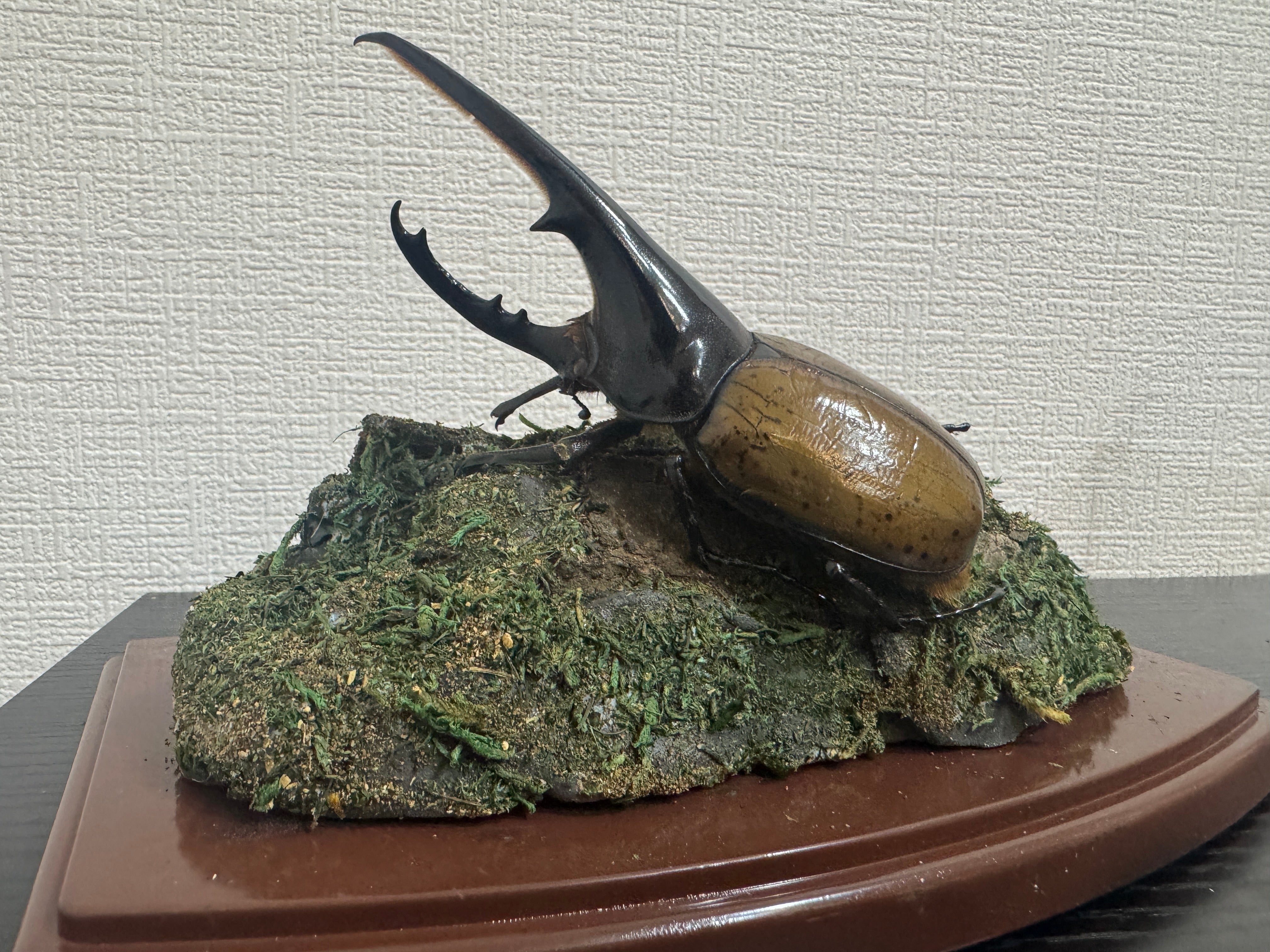 昆虫標本 ジオラマセット クリアケース版（ヘラクレスオオカブトサイズ