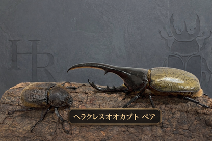 ヘラクレスオオカブト超大型クラス１ペア160mm以上