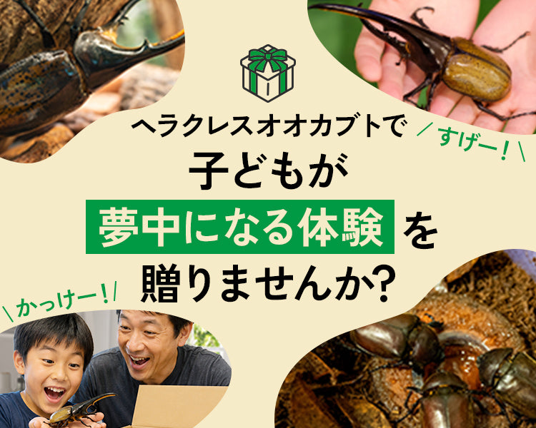 ヘラクレスオオカブトの通販・販売なら DMM昆虫