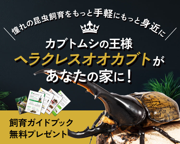 DMM昆虫
