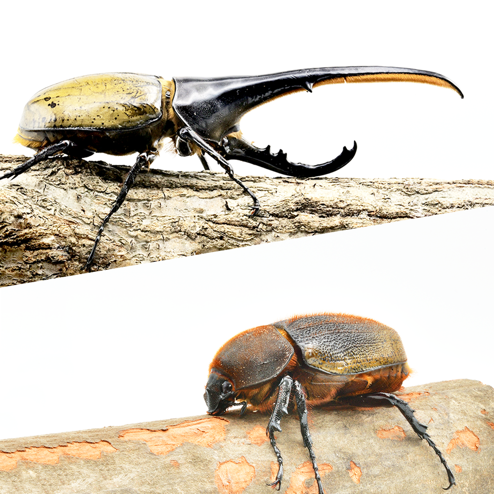 ヘラクレスオオカブト大型クラス1ペア140mm以上（140‐159） – DMM昆虫