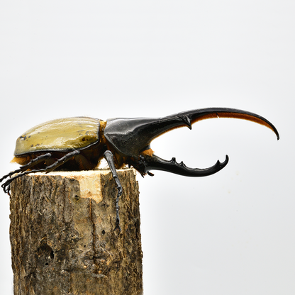 ヘラクレスオオカブト オスのみ120mm以上（120‐139） – DMM昆虫