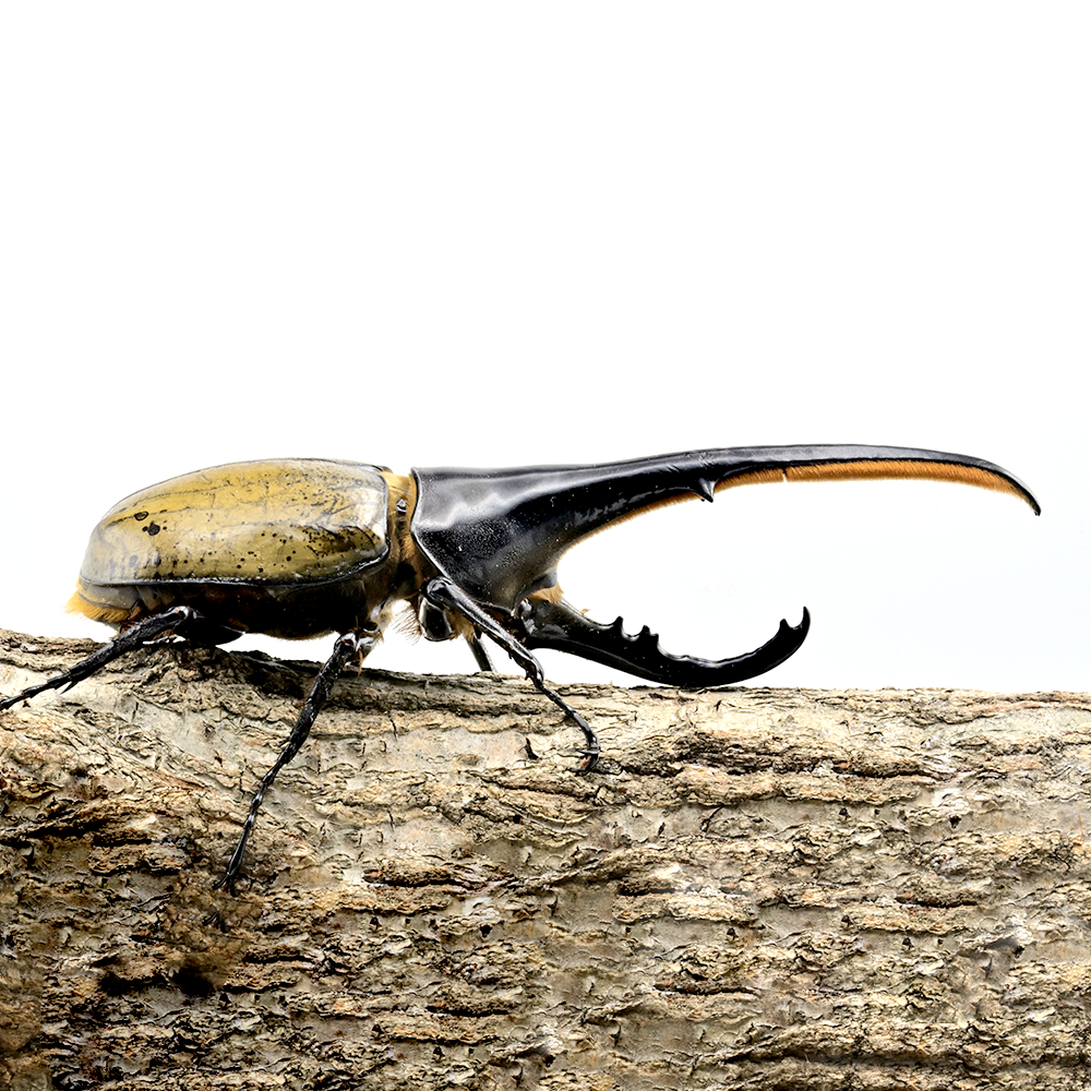 ヘラクレスオオカブト 大型クラス オスのみ140mm以上（140‐159） – DMM昆虫