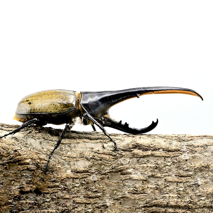 ヘラクレスオオカブト 大型クラス オスのみ140mm以上（140‐159） – DMM昆虫