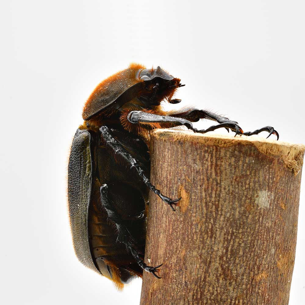 ヘラクレスオオカブト1ペア120mm以上（120‐139） – DMM昆虫