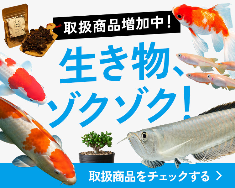 ヘラクレスオオカブトの通販・販売なら DMM昆虫