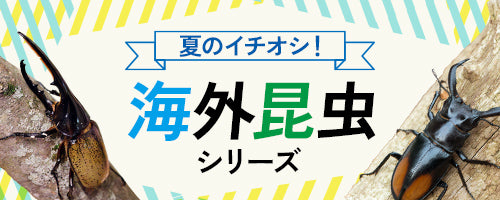 ヘラクレスオオカブトの通販・販売なら DMM昆虫