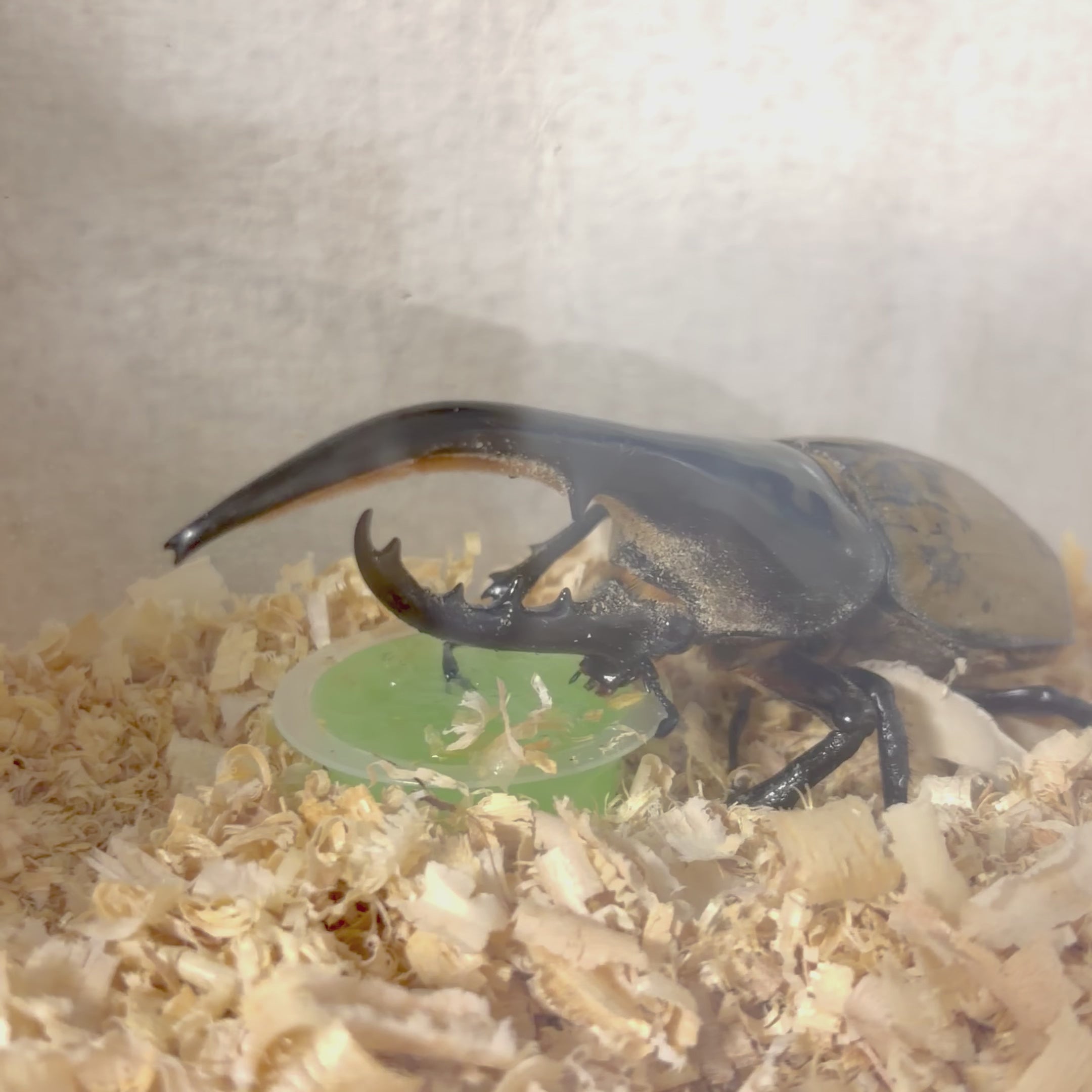 ヘラクレスオオカブト オスのみ120mm以上（120‐139） – DMM昆虫